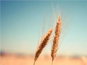 开局一张图，内容全靠编|湘军麓和周刊