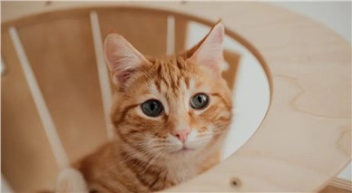 “毛孩子”不该沦为疫情的牺牲品|湘军麓和周刊 